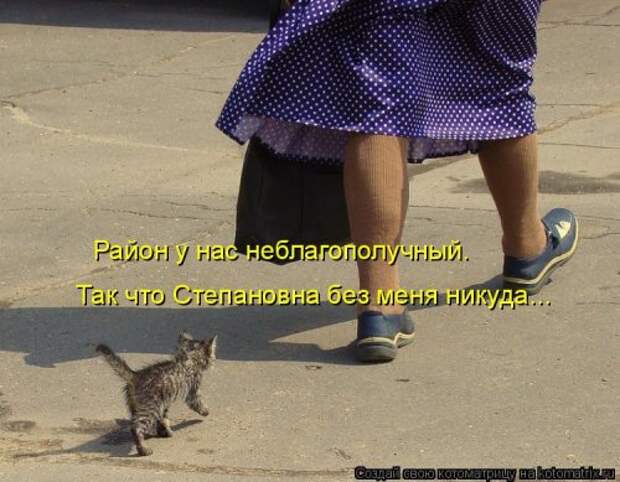 Лучшая котоматрица недели (32 фото)