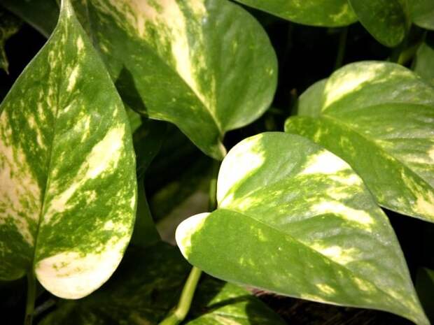 Эпипремнум золотистый (Epipremnum aureum)  📷 