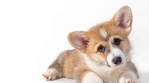 Почему щенка надо заводить ранней весной