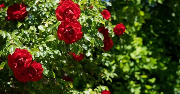 ��� �������� �� ����������: 9 ��������, ��������� ����