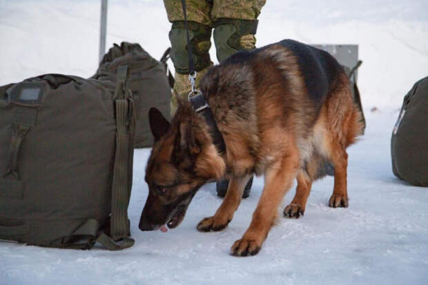 В морском инженерном полку Северного флота проводится подготовка минно-розыскных собак к поиску взрывоопасных предметов