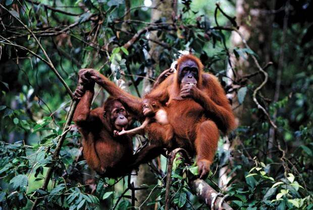 Орангутаны (лат. Pongo) (англ. Orangutan)