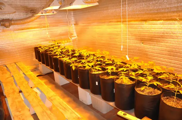 Москвич организовал наркоплантацию в Рязанской области Москвич организовал наркоплантацию в Рязанской области