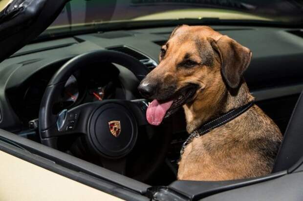 Жевательный инцидент: когда собаке нравится вкус вашего нового Porsche porsche, авто, автомобили, домашние животные, животные, собака, спорткар, суперкар