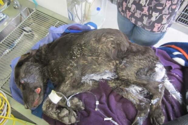 Собака, пропавшая без вести, через месяц нашлась в колодце за полмили от дома ветеринар, история, история спасения, помощь, собака