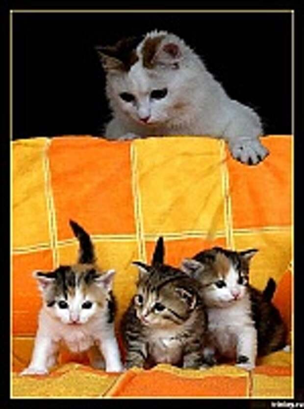 Кошки и Котята 124