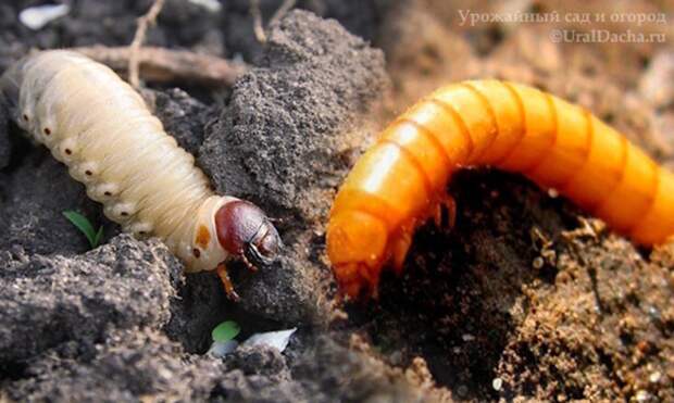 Комплексная защита огорода от проволочника и хруща: методы и стратегии