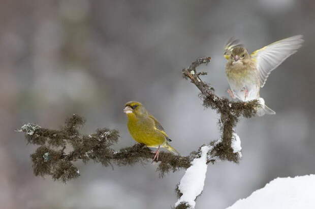 Птицы полярного круга: фотографии Samuel Bloch