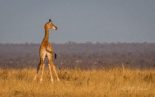 Драгоценности жизни - 36 фото детёнышей животных