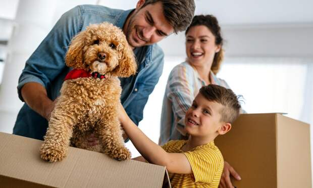 Новая пандемия в мире может начаться с собачьего коронавируса, который заражает людей