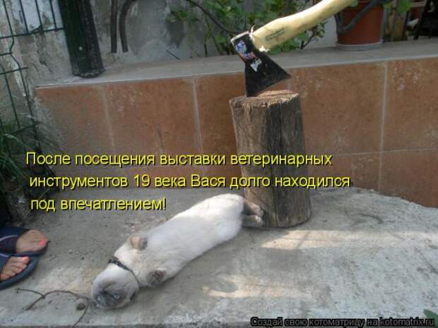 Лучшие котоматрицы недели (50 фото) Лучшие котоматрицы недели (50 фото)
