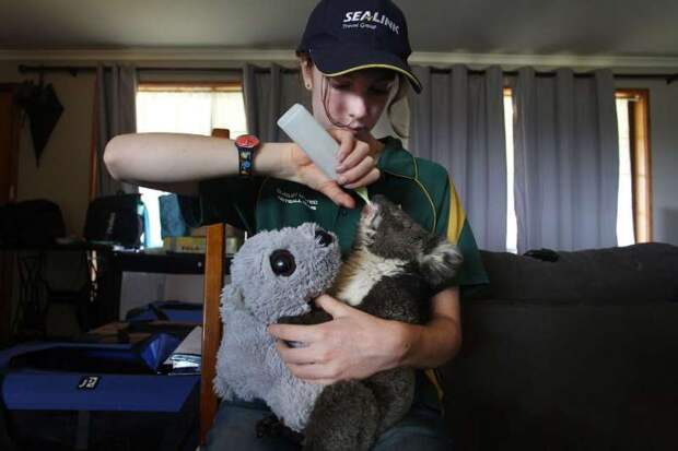 Кадры спасения пострадавших животных в Австралии