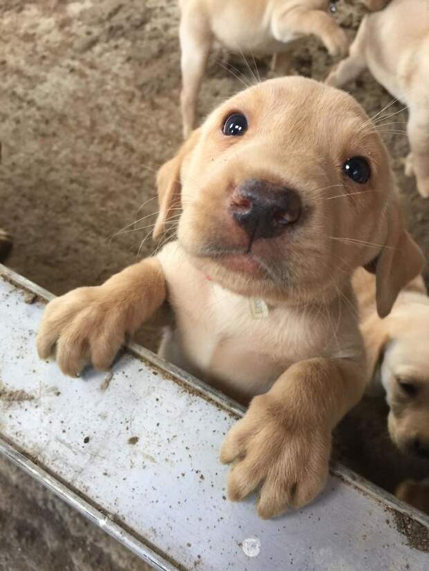 Meet Oscar, The Fox Red Lab