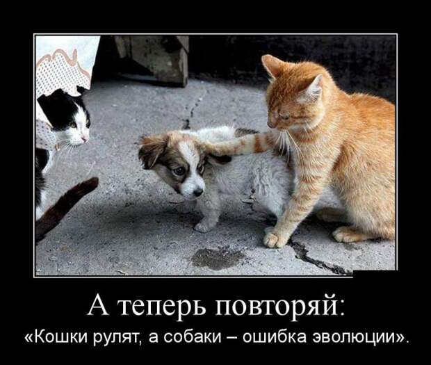 Смешные коты вновь попали в объектив фото камер