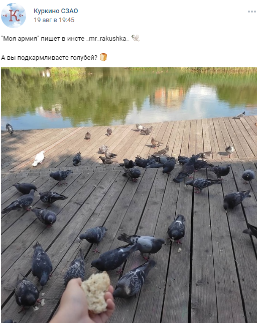 Фото дня: голубиная армия