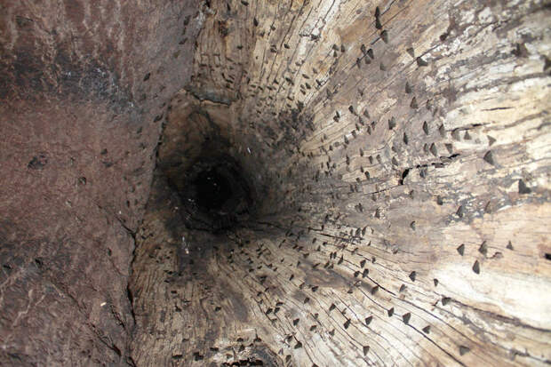 Hundreds of moths rest in a hollow tree in Florida.