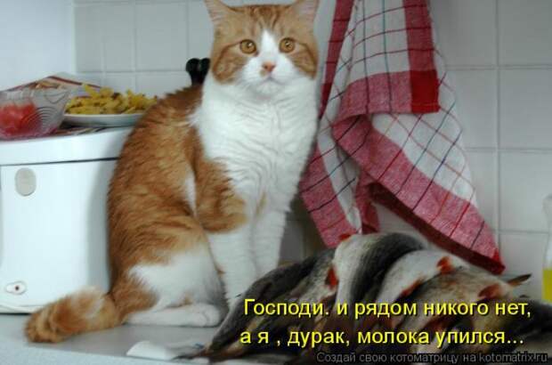Котоматрица