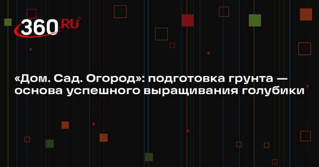«Дом. Сад. Огород»: подготовка грунта — основа успешного выращивания голубики
