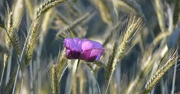 ��� �������� �� ����������: 9 ��������, ��������� ����