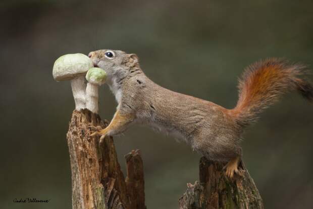 Фотография забавная жизнь белок Andre Villeneuve Фотография забавная жизнь белок Andre Villeneuve