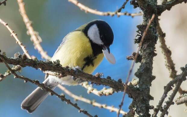 Солнечно и до +12 по Цельсию. Какой погодой завершится неделя в Петербурге
