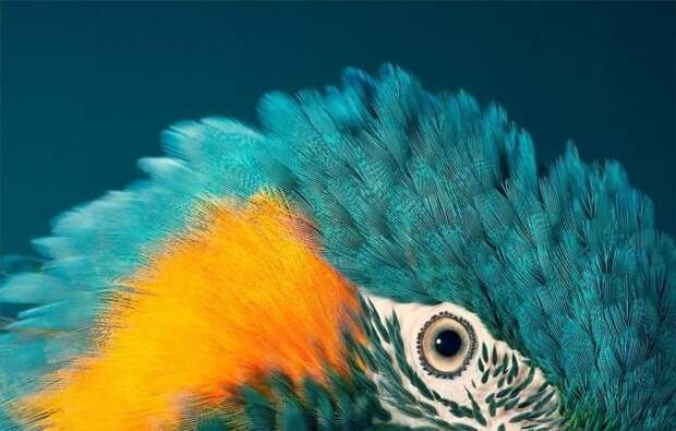 24. Синегорлый ара вымирающие животные, животные, животные фото, исчезающие виды, исчезающие животные, редкие виды, редкие животные, угроза исчезновения
