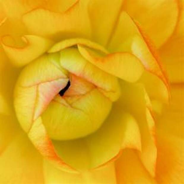 Ранункулюс, или садовый лютик (Yellow ranunculus)