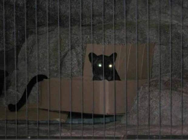 Без кота и жизнь не та
