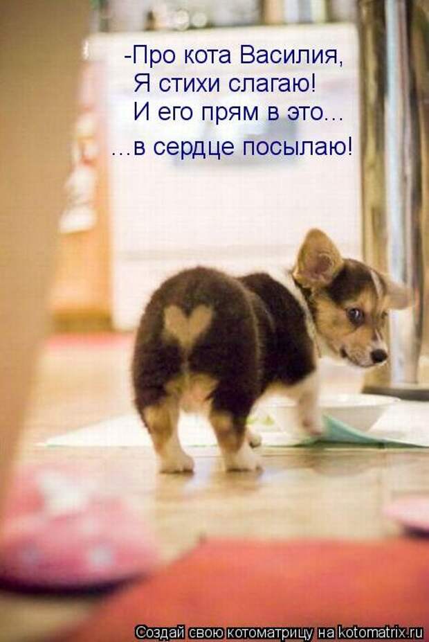 Котоматрицы (картинки с надписями)