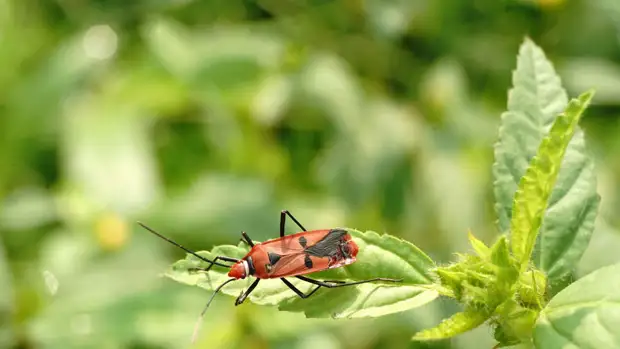 Эксперт назвала экологичный и дешевый способ борьбы с садовыми вредителями