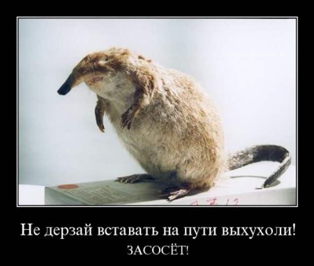 Демотиваторы,  разные но все прикольные.