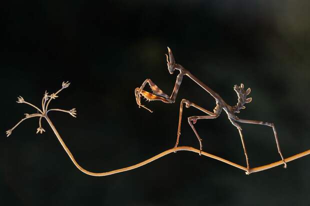 Empusa