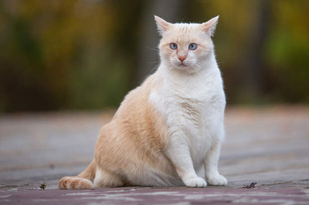 Фракция "Новые люди" предложила поднять штрафы за отказ от питомцев