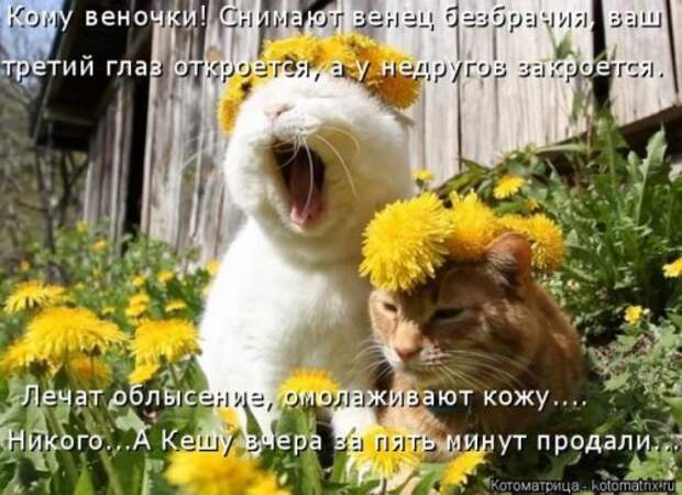 Котоматрицы великолепные, каждая с кусочком тепла, позитива и улыбкой!