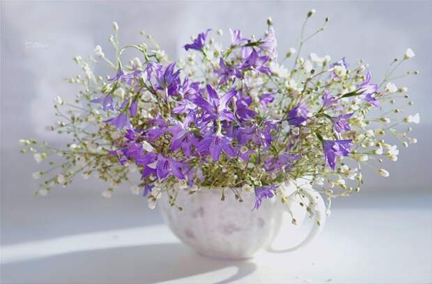 НЕЖНЕЕ НЕЖНОГО ... ФОТОГРАФ ТАТЬЯНА ОБРАЗ НЕЖНЕЕ НЕЖНОГО ... ФОТОГРАФ ТАТЬЯНА ОБРАЗ