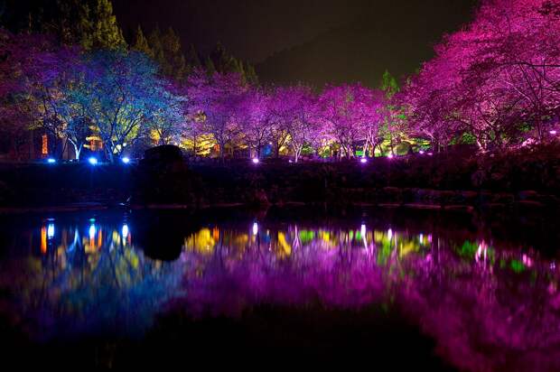 Восхитительное световое шоу "Cherry Blossom" (Вишнёвый цвет)