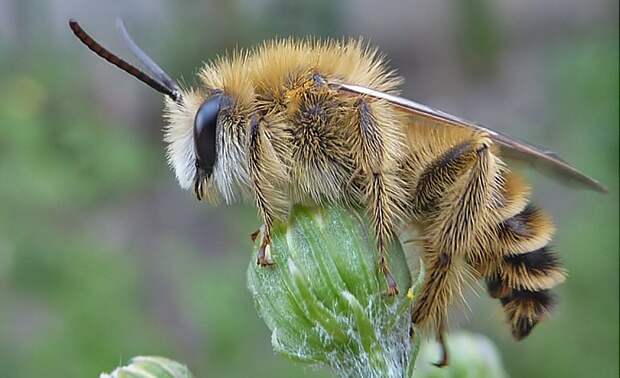 В парке «Кузьминки-Люблино» обнаружили редкую мохноногую пчелу