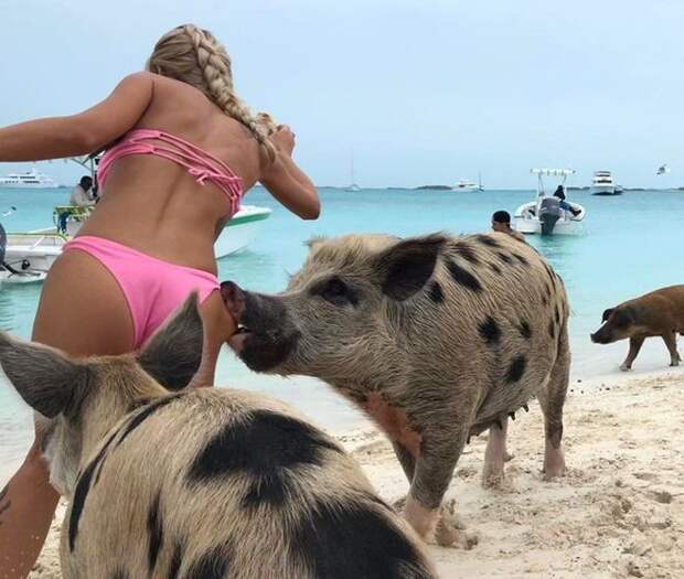 укусила свинья