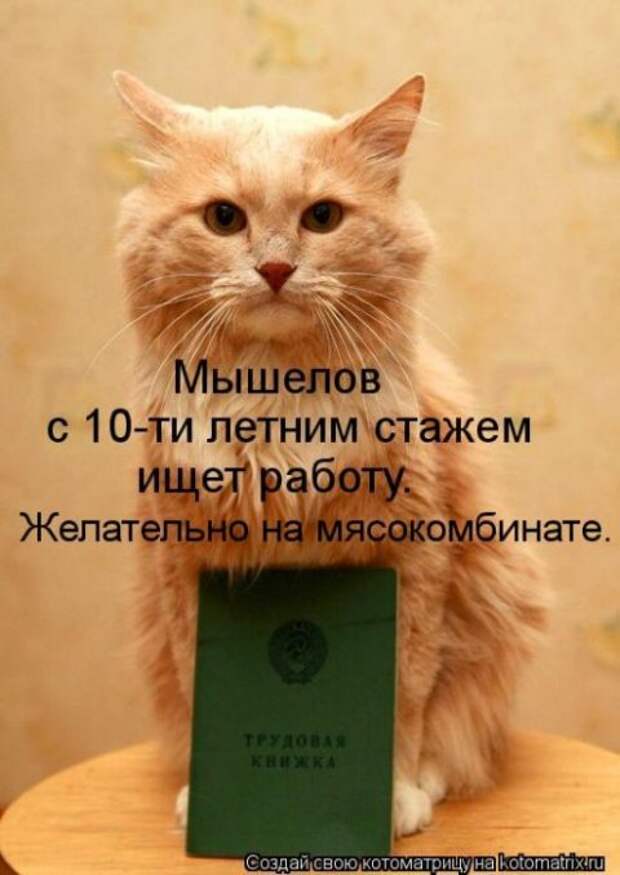 Котоматрицы
