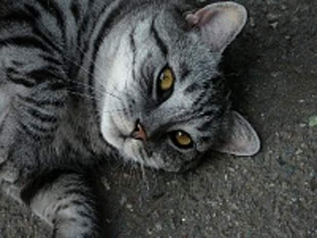 Любимые коте:) 18
