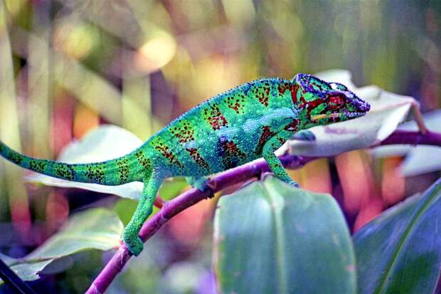 chameleons03 Самые колоритные хамелеоны
