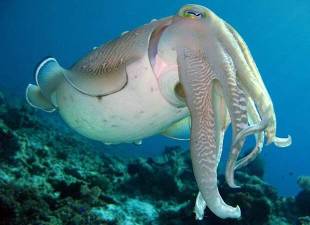 гигантская австралийская каракатица, Интересные факты о моллюсках