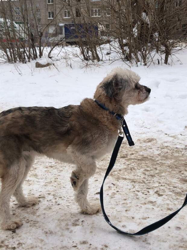 помощь собаке собака на прогулке