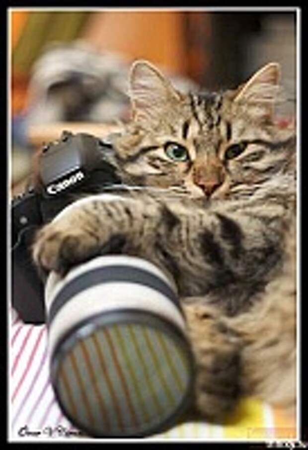 Кошки и Котята 125