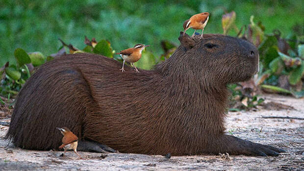РИА Новости: капибары стали очень популярными из-за реклам, мультфильмов и песен