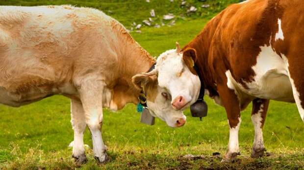 Почему мясо коровы называют «говядиной»