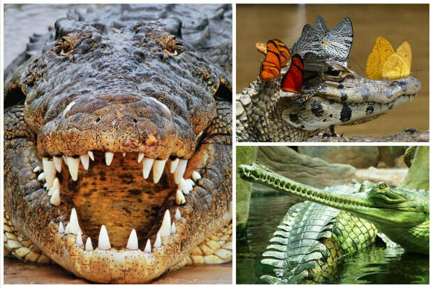 Слово «крокодил» происходит от др.-греч. κροκоδειλος — «галечный (галька — округлый камень) червь», данного из-за бугристой кожи этих животных. аллигатор, интересное, крокодил, природа, факты, фауна