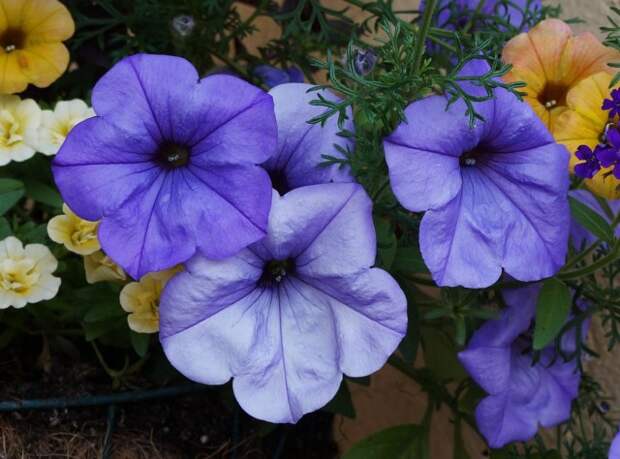 Петуния Easy Wave Lavender Sky Blue Петуния Easy Wave Lavender Sky Blue