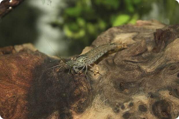 Креветка Амано или Каридина Японика (лат. Caridina multidentata)