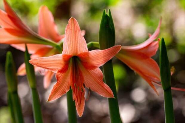 Настоящий амариллис (Amaryllis belladonna) также известен как джерсийская лилия, или лилия белладонны.